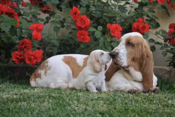 A Basset Hound Gondozasa Tulajdonsagai Es Etetese 2