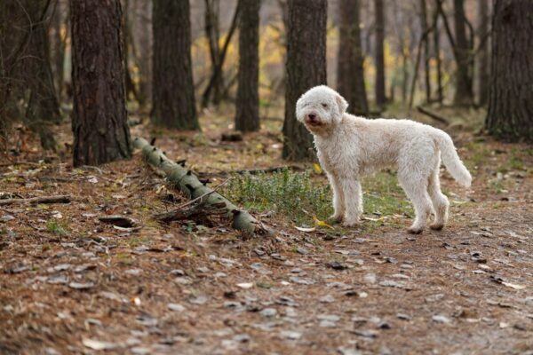 A Lagotto Vermerseklete Mozgasigenye Es Jelleme