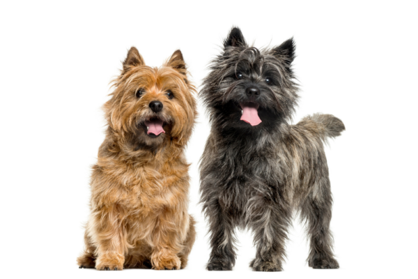 cairn-terrier