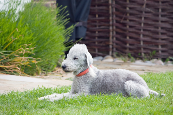 bedlington-terrier