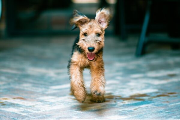 Airedale Terrier Gondozasa