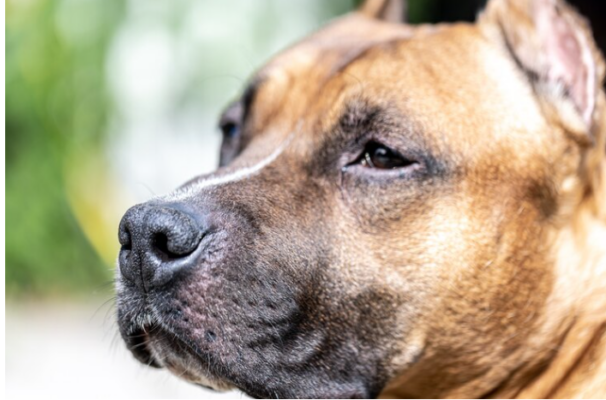 Amerikai Staffordshire Terrier