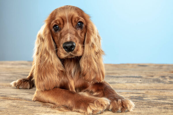 Angol Cocker Spaniel