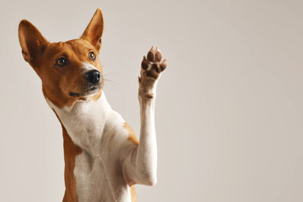 Basenji Vermerseklet
