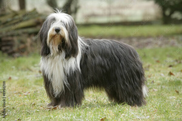 A bearded collie egy okos, intelligens juhászkutya.