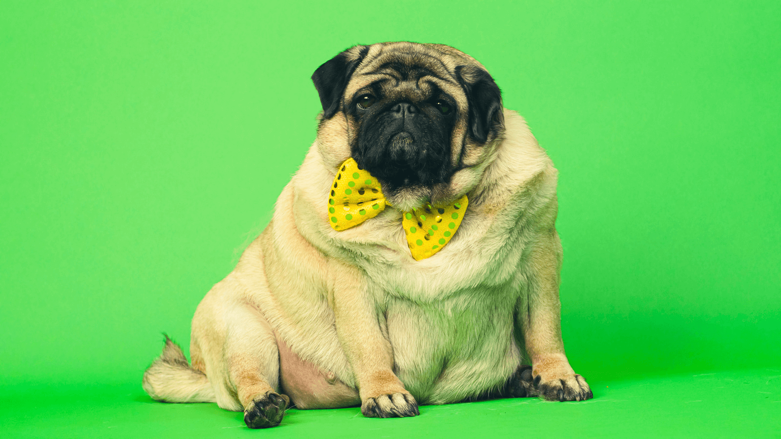 Beteg-e a dagadt kutya, mikortól kövér a kutya? | PetChef