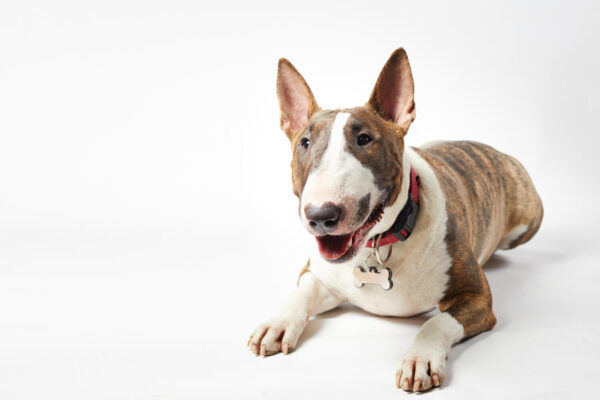 Bullterrier