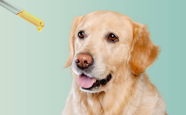 A CBD olaj kutyának remek fájdalomcsillapító és gyulladáscsökkentő készítmény lehet.