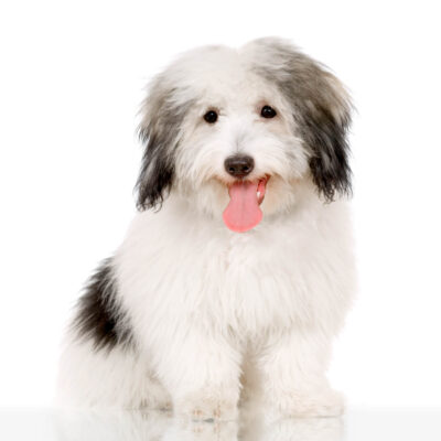 Coton De Tulear