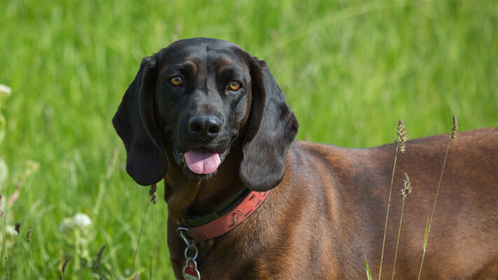 Hegyi Bajor Vereb Petchef