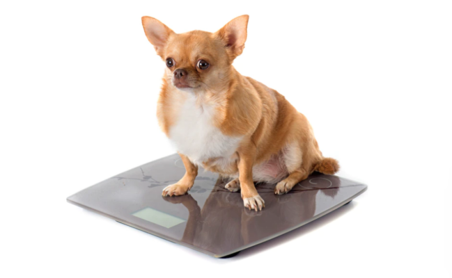 Kutya Testsuly Tablazat