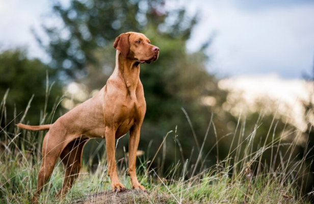Magyar Vizsla