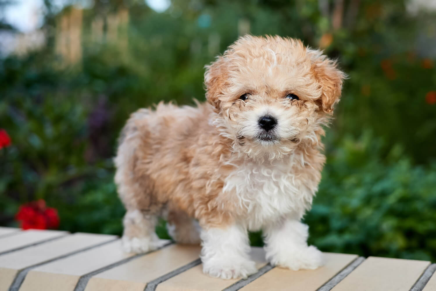 A Maltipoo gondozása, tulajdonságai és etetése