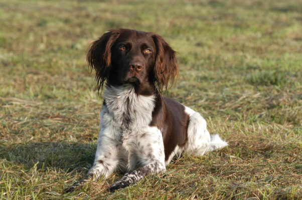 Munsterlandi Vizsla (2)
