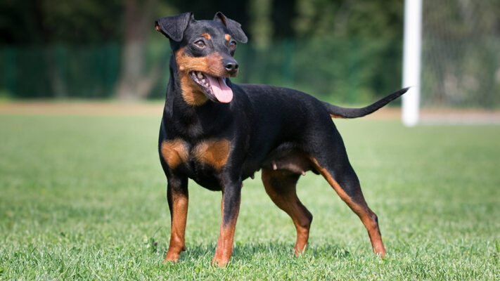 Nemet Pincser Petchef