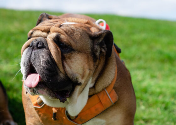 Petchef Angol Bulldog