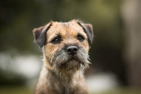 Petchef Border Terrier