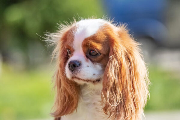 Petchef Cavalier Nevelese