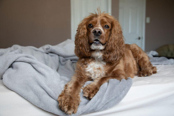 Petchef Hipoallergen Kutya