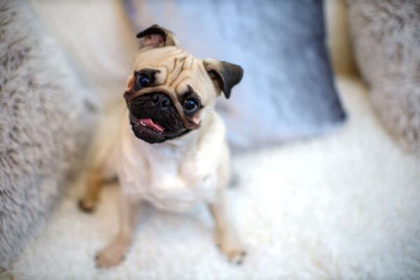 Petchef Hogyan Latnak A Kutyak