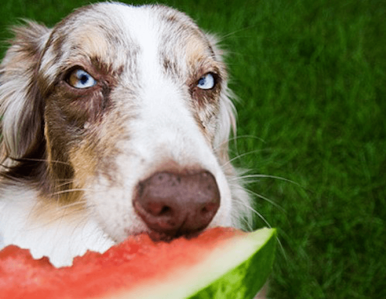 Petchef Hungary Mi Jo A Kutyanknak 3