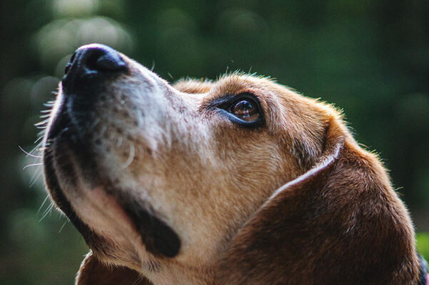 Petchef Kutya Allergia Tipusai 3