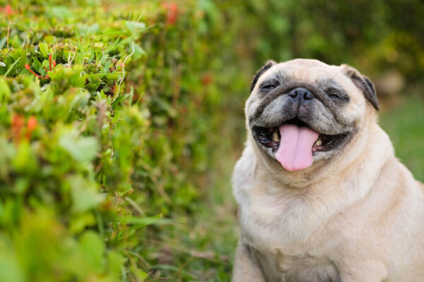 Petchef Kutya Buzmirigy Gyulladas 1