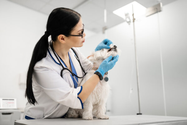 Petchef Kutya Fogko Eltavolitas