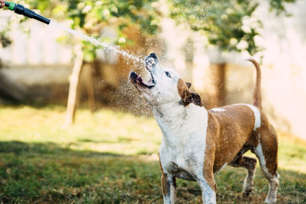Petchef Kutya Hutese Kanikulaban