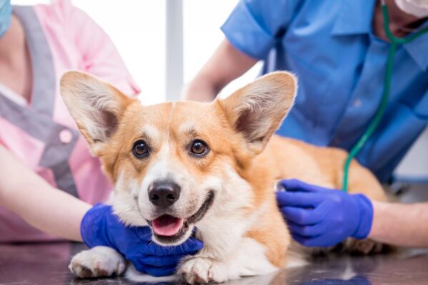 Petchef Kutya Ivartalanitasa