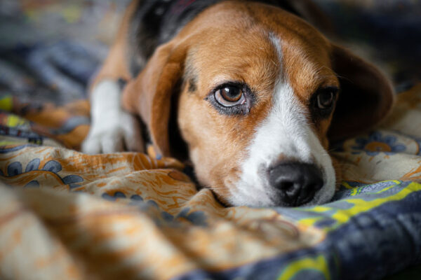 Petchef Kutya Nyugtato