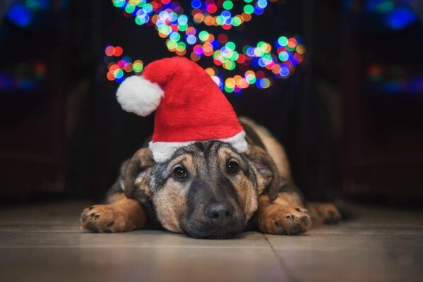 Petchef Kutya Petarda