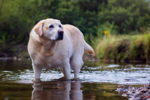 Petchef Kutya Reflux