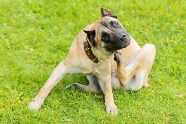 Petchef Kutya Ruhesseg