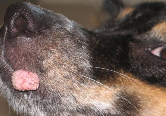 Petchef Kutya Szemolcs