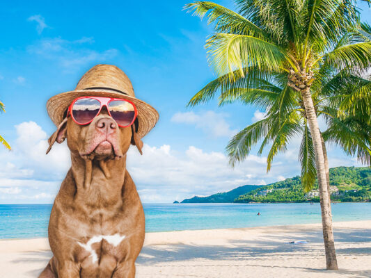 Petchef Kutya Utazas Kulfoldre