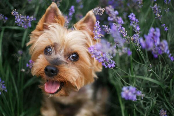 Petchef Kutyak Is Szoronghatnak 1