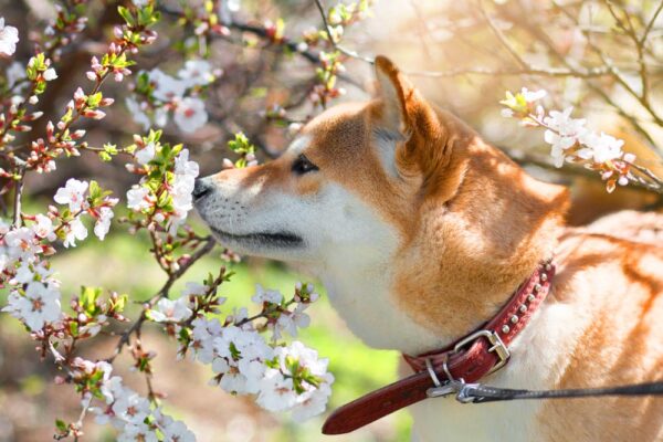 Petchef Lakasba Valo Kutyak