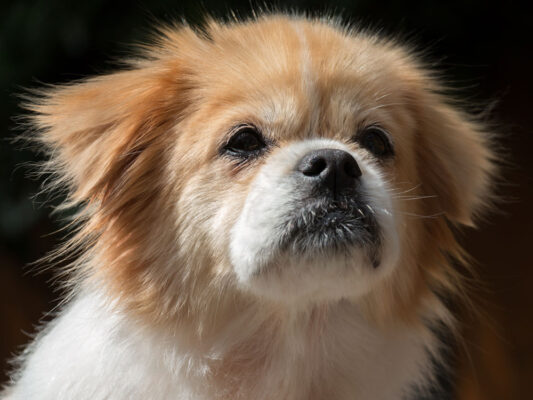 Petchef Tibeti Spaniel