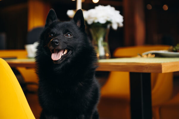Schipperke (1)