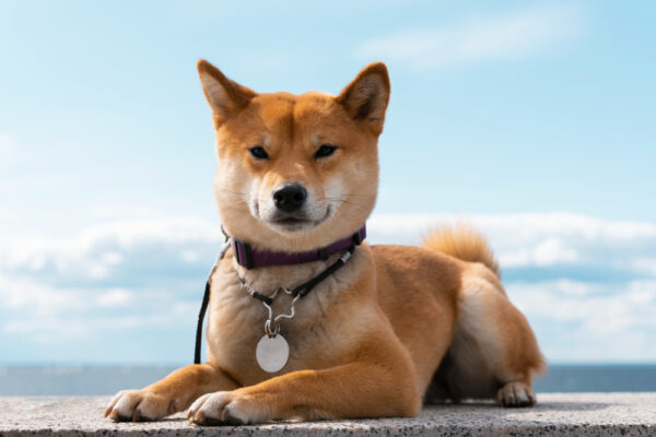 Shiba Inu Kutya