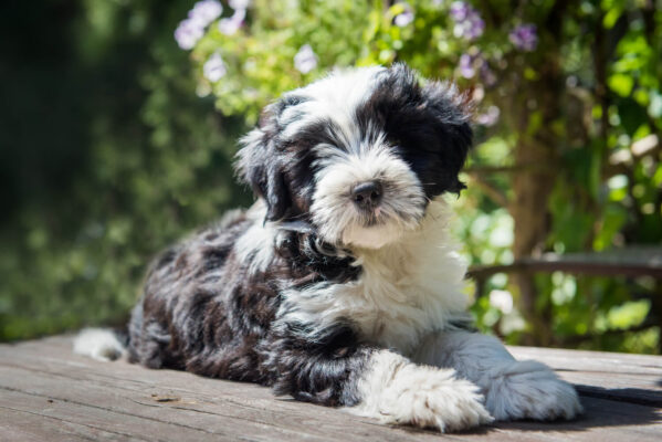 Tibeti Terrier Szinei