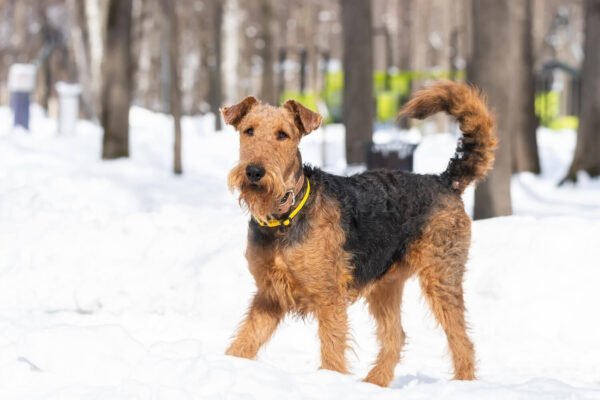 Welsh Terrier Mozgasigenye