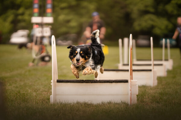 flyball-kutya