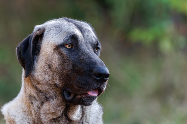 kangal