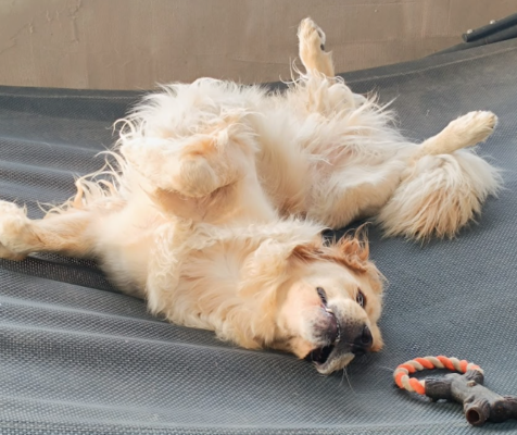 csirkeallergia-tunetei