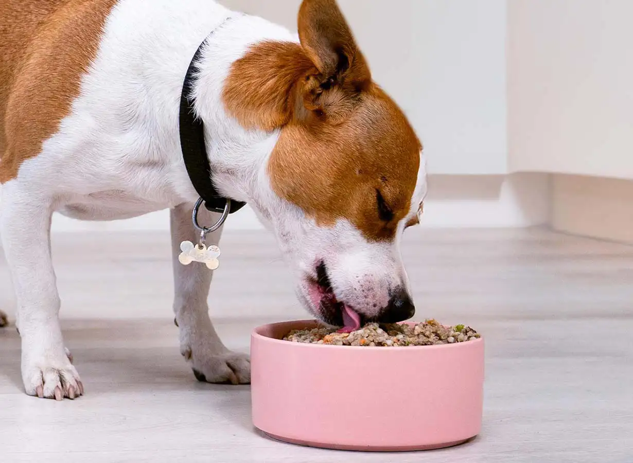 PetChef Kutyaeledel M 10