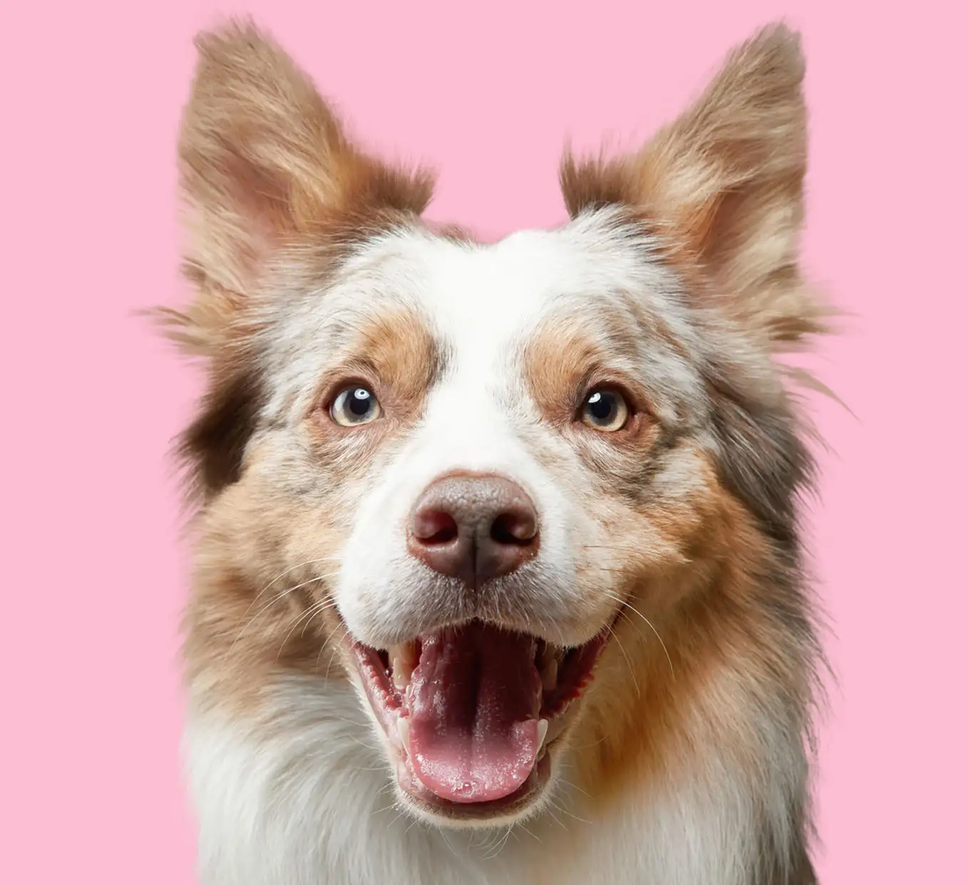 PetChef Kutyaeledel M 4 1