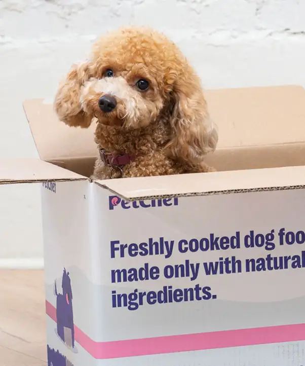 PetChef Kutyaeledel M 6