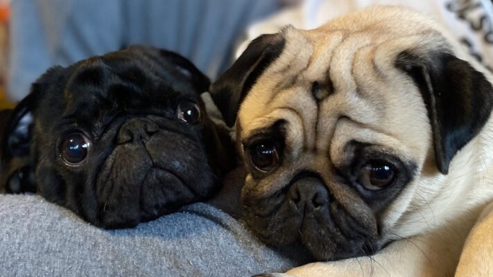 Momo Hiyori Sikersztori